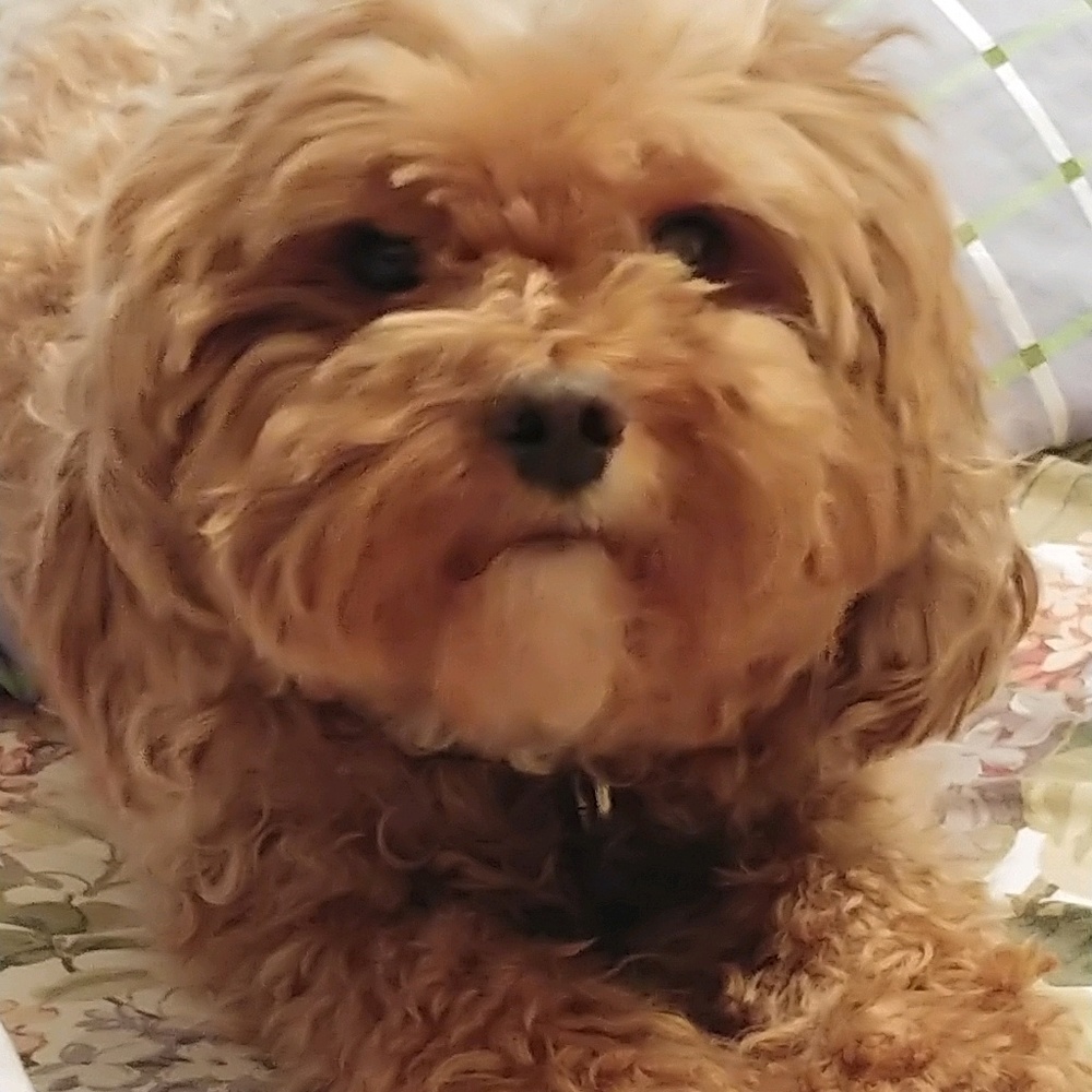 Meet your Posher, Andrea